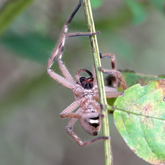 Neosparassus salacius