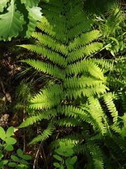 Athyrium brevifrons
