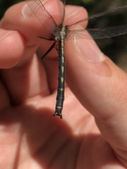Phanogomphus lividus
