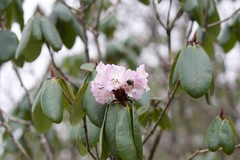 Rhododendron wallichii
