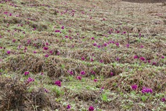 Primula calderiana