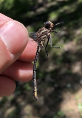 Phanogomphus lividus