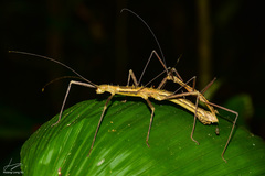Neohirasea