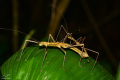 Neohirasea