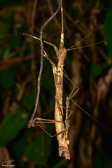 Oxyartes