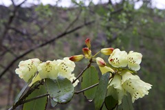 Rhododendron campylocarpum
