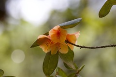 Rhododendron cinnabarinum