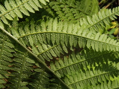 Athyrium brevifrons