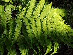 Athyrium brevifrons