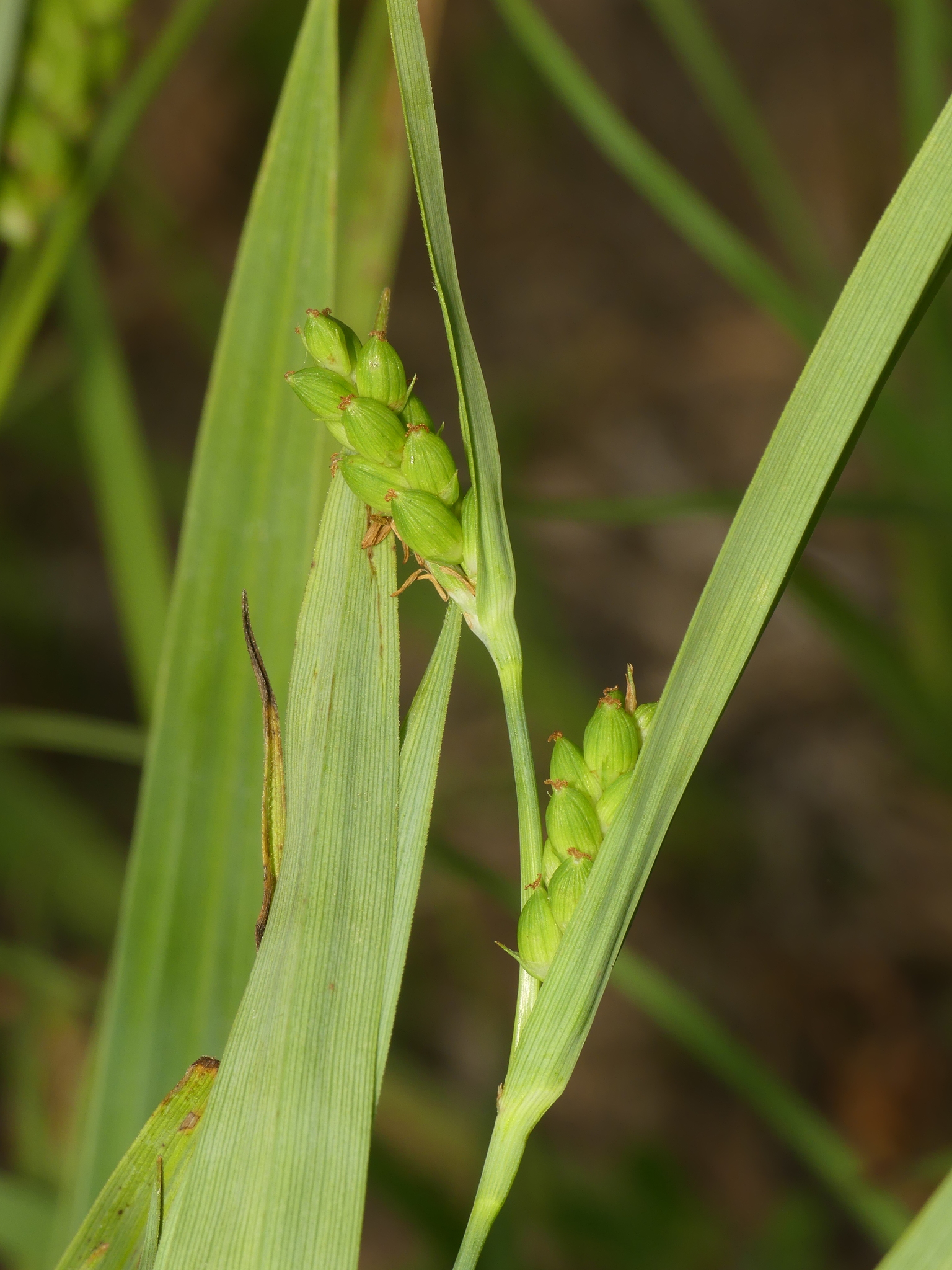 Carex glaucodea