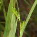 Carex glaucodea - Photo no hay derechos reservados, subido por Shaun Pogacnik