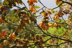 Rhododendron cinnabarinum