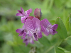 Astragalus bodinii
