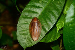 Brephallus fruhstorferi