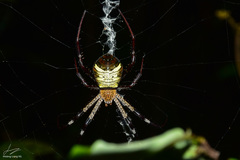 Argiope vietnamensis