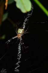 Argiope vietnamensis