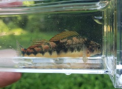 Etheostoma duryi