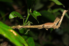Brown Pricklenape photo 3
