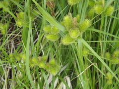 Carex capricornis