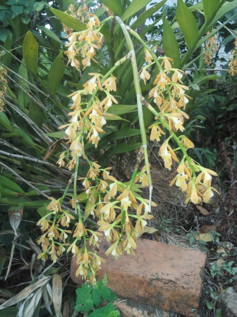Epidendrum stallforthianum Kraenzl.