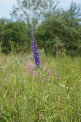 Veronica steppacea