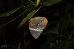 Thauria lathyi