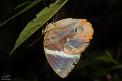 Thauria lathyi