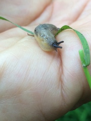 Arion fasciatus