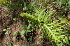 Pedicularis bracteosa