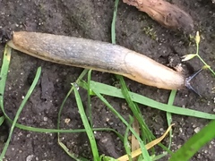 Arion fasciatus