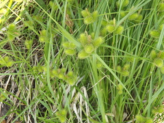 Carex capricornis