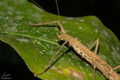 Oxyartes