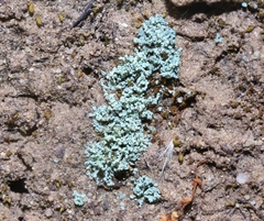 Leprocaulon americanum