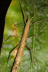 Oxyartes
