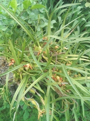 Maxillaria tenuifolia