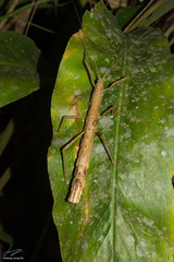 Oxyartes