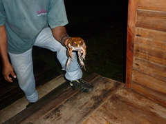 Leptodactylus pentadactylus