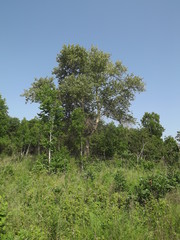 Populus maximowiczii