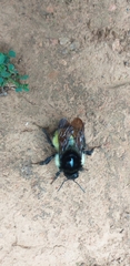 Bombus weisi