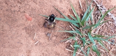 Bombus weisi