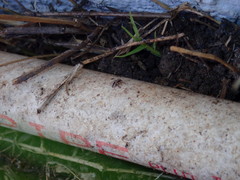 Habronattus pyrrithrix