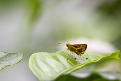Oriens goloides