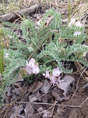 Astragalus parryi
