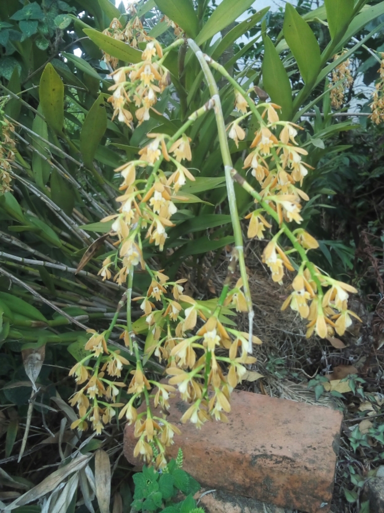 Epidendrum stallforthianum Kraenzl. 2