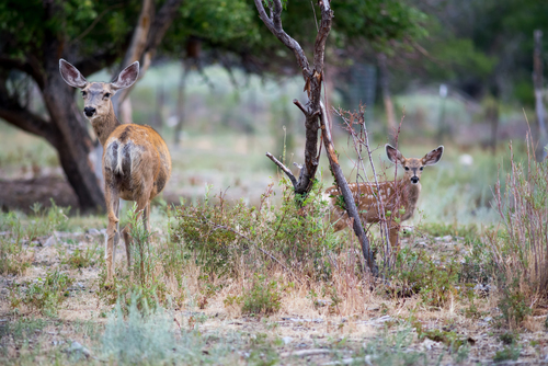 Mule Deer photographed in Nevada
