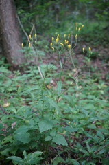 Lapsana communis intermedia