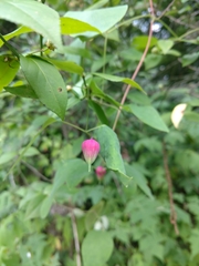 Clematis glaucophylla