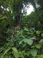 Clematis glaucophylla