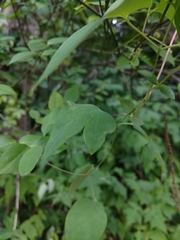 Clematis glaucophylla