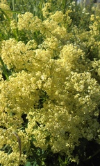 Galium × pomeranicum